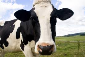 Cow