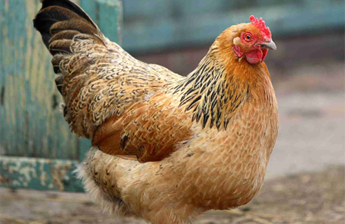 Chicken