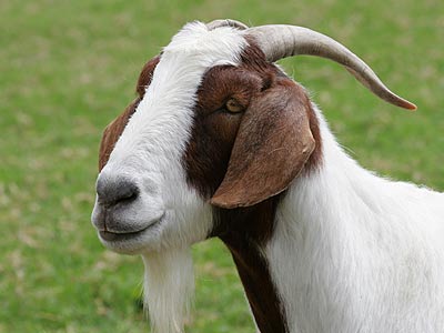 Goat