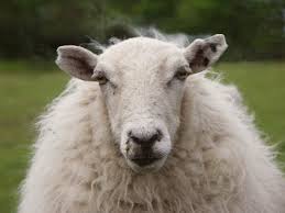 Lamb