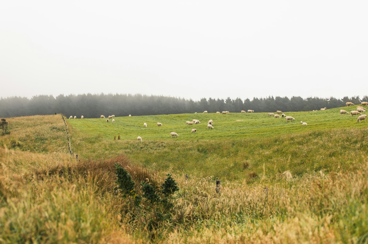 Sheep grazing on grassy hills (stock photo)